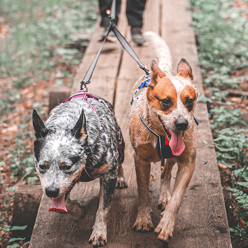 Touring Double fra Non-stop – Y-kobbel til 2 hunder