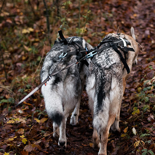 Touring Double fra Non-stop – Y-kobbel til 2 hunder