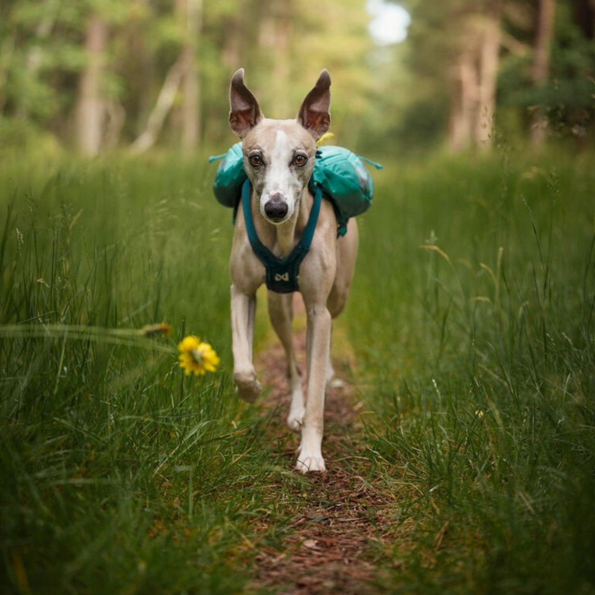 Non-Stop Dogwear Trail Light Backpack