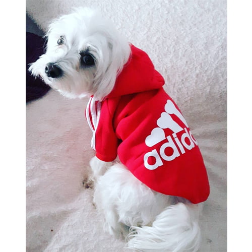 Adidog Hettegenser til hund - stort utvalg farger og størrelser