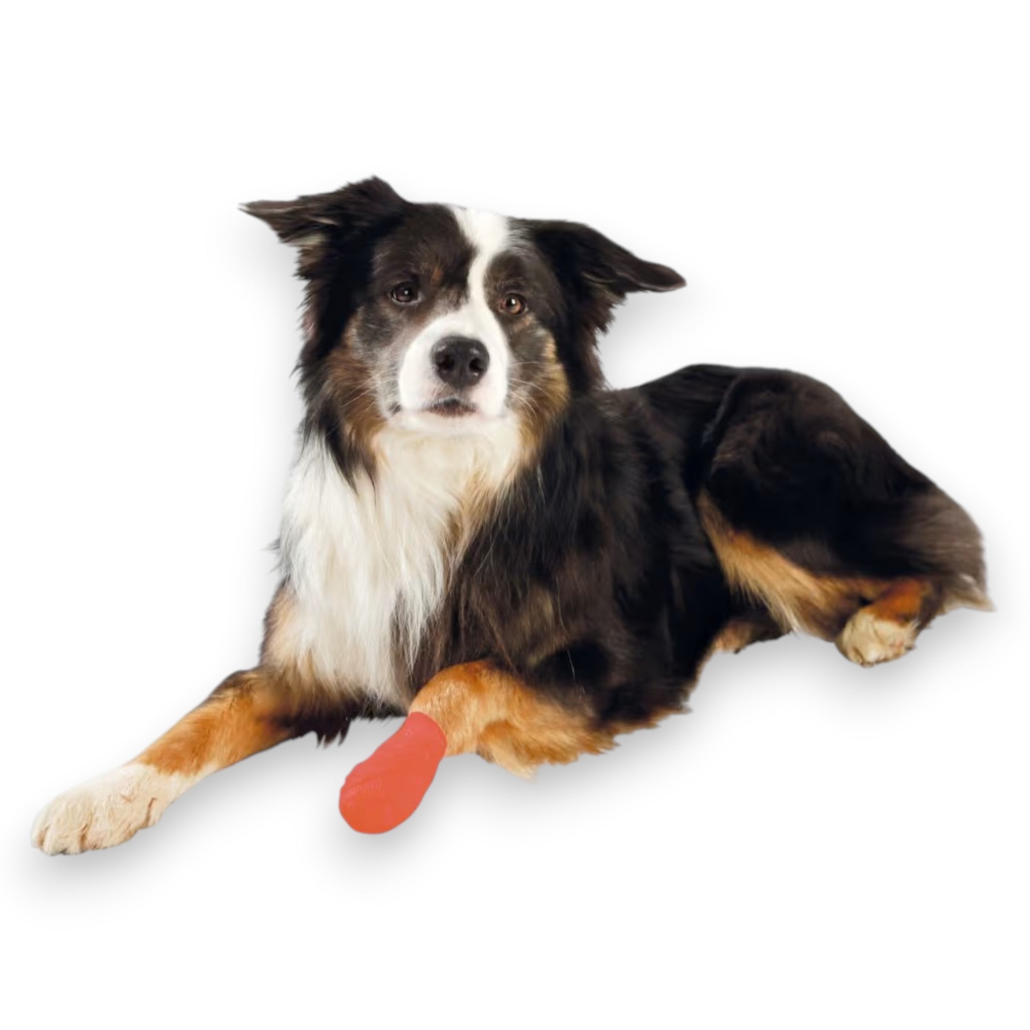 Trixie selvklebende bandasje til hund – 5 cm x 4,5 m