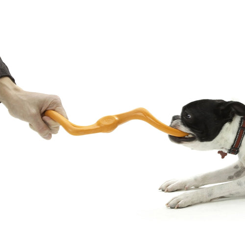 Miljøfoto av Bumi - hund som leker