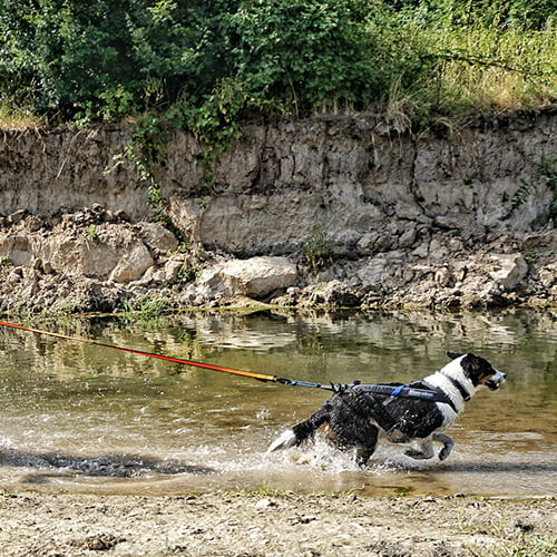 Bungee leash – langt elastisk hundekobbel fra Non-Stop