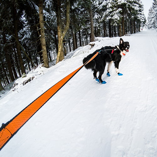Bungee leash – langt elastisk hundekobbel fra Non-Stop