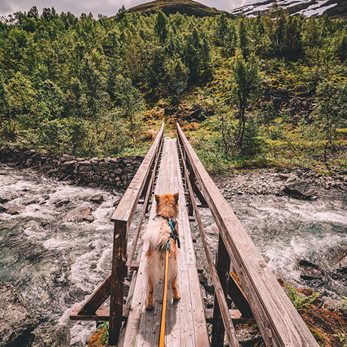 Bungee leash – langt elastisk hundekobbel fra Non-Stop