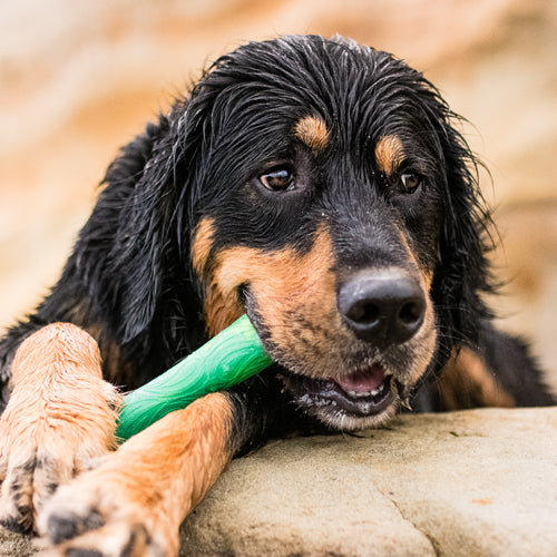 Hund som koser seg med Drifty hundeleke