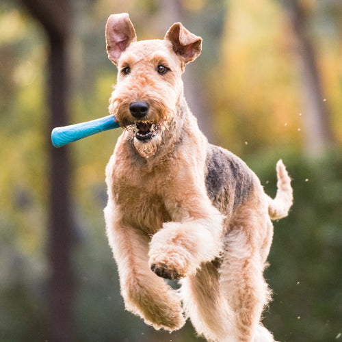 Hund som leker med Drifty fra West Paw