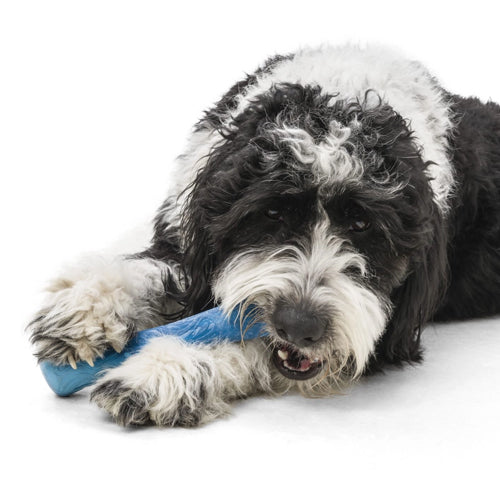 Hund som tygger på Drifty fra West Paw