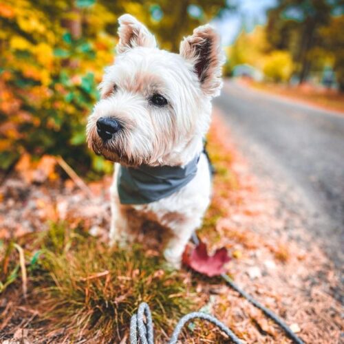 Roffe Refleks-skjerf til hund