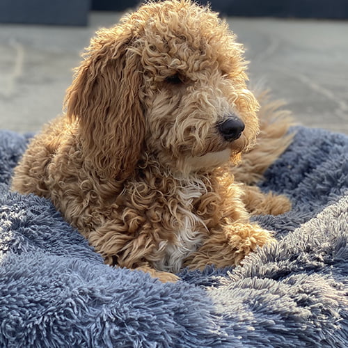 Beroligende Fluffy seng