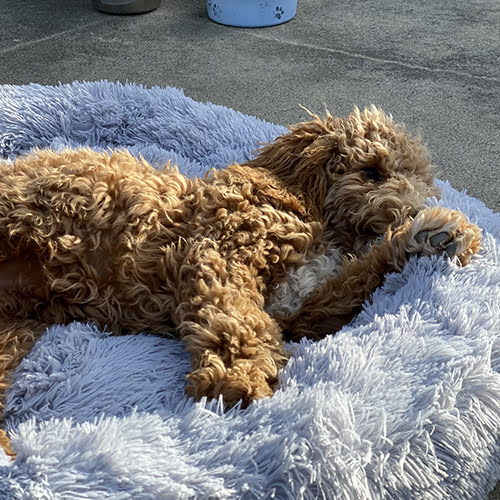 Beroligende Fluffy seng