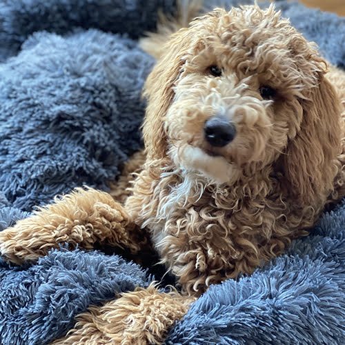 Beroligende Fluffy seng