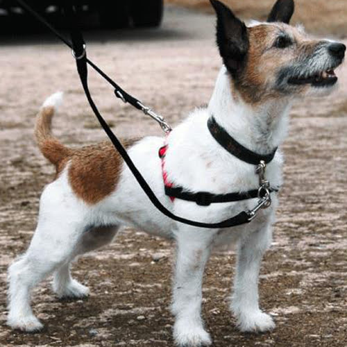 Halti training lead/treningskobbel