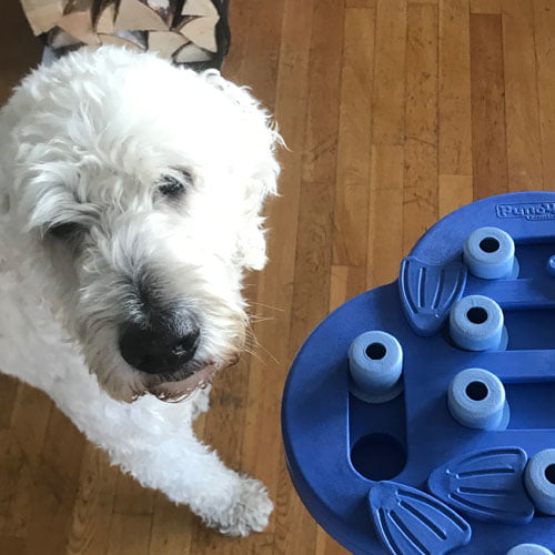 Hide n Slide - hjernetrim for hund