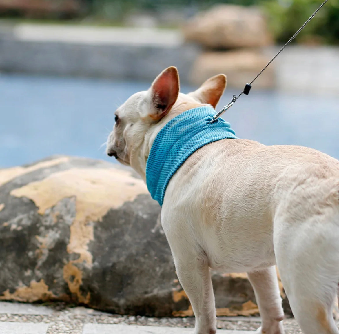 Kjølekrage til hund – enkel avkjøling på varme dager
