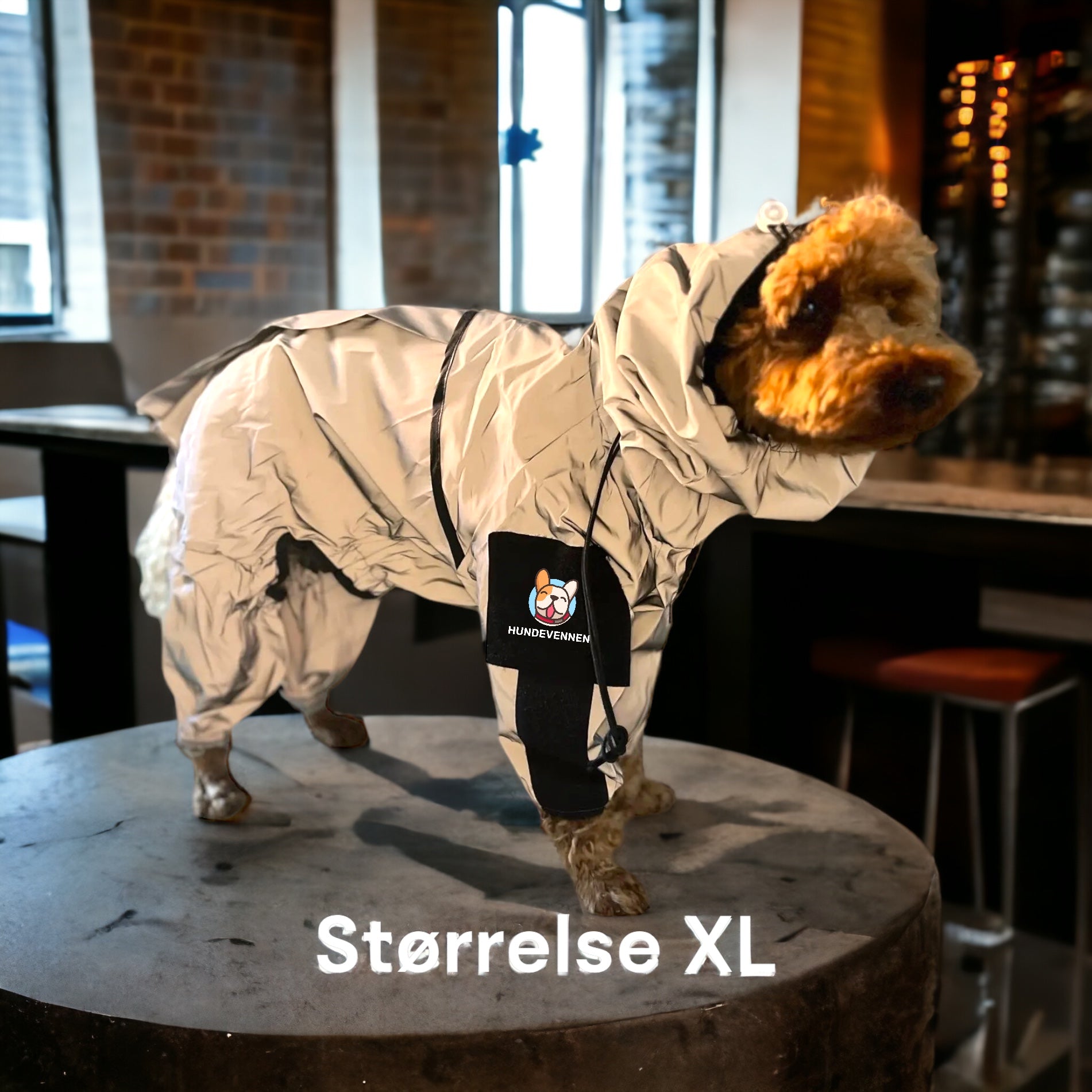 Hund i refleksdress synlig i mørket med lysrefleks