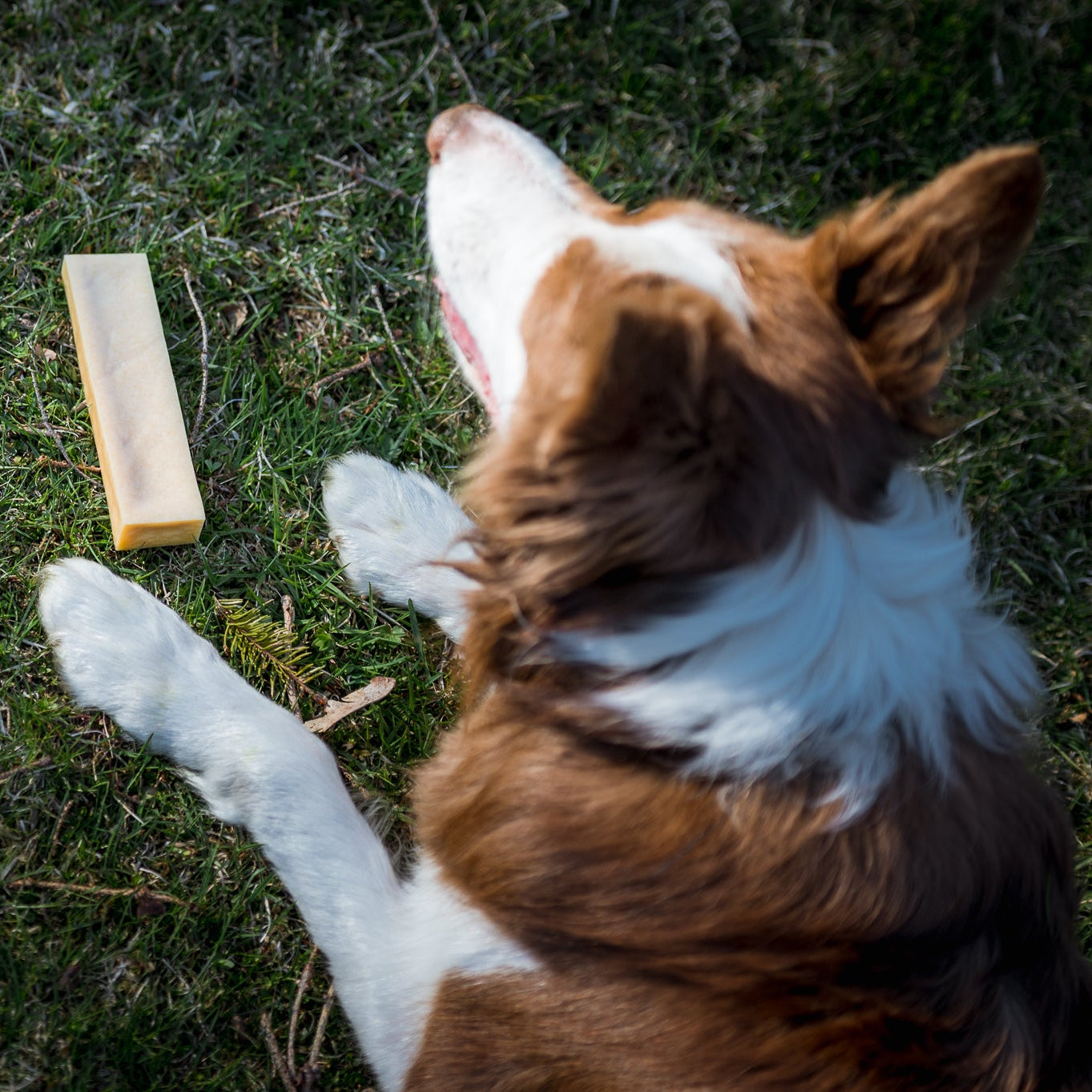 Hi! Dog Chews – Smaksatte ostetygger til hund (Dill & Gurkemeie, S–XL)