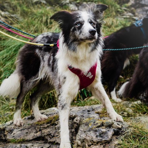 Hurtta sele Active - juniper/blå