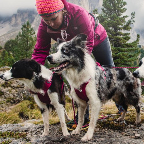 Hurtta sele Active - kirsebær