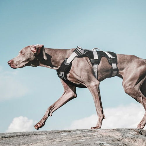 Hurtta sele Trail - sand