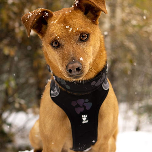 Hurtta hundesele Weekend Warrior – Sort