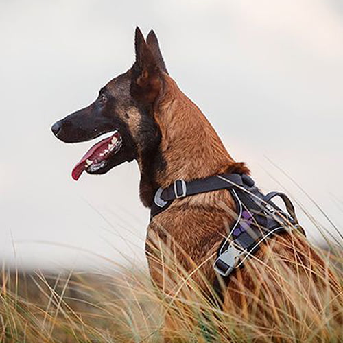 Hurtta hundesele Weekend Warrior – Sort