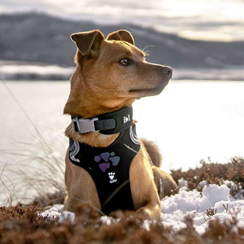 Hurtta hundesele Weekend Warrior – Eco