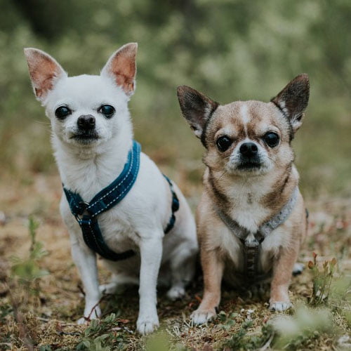 Polstret y-sele til hund aske – Hurtta Casual