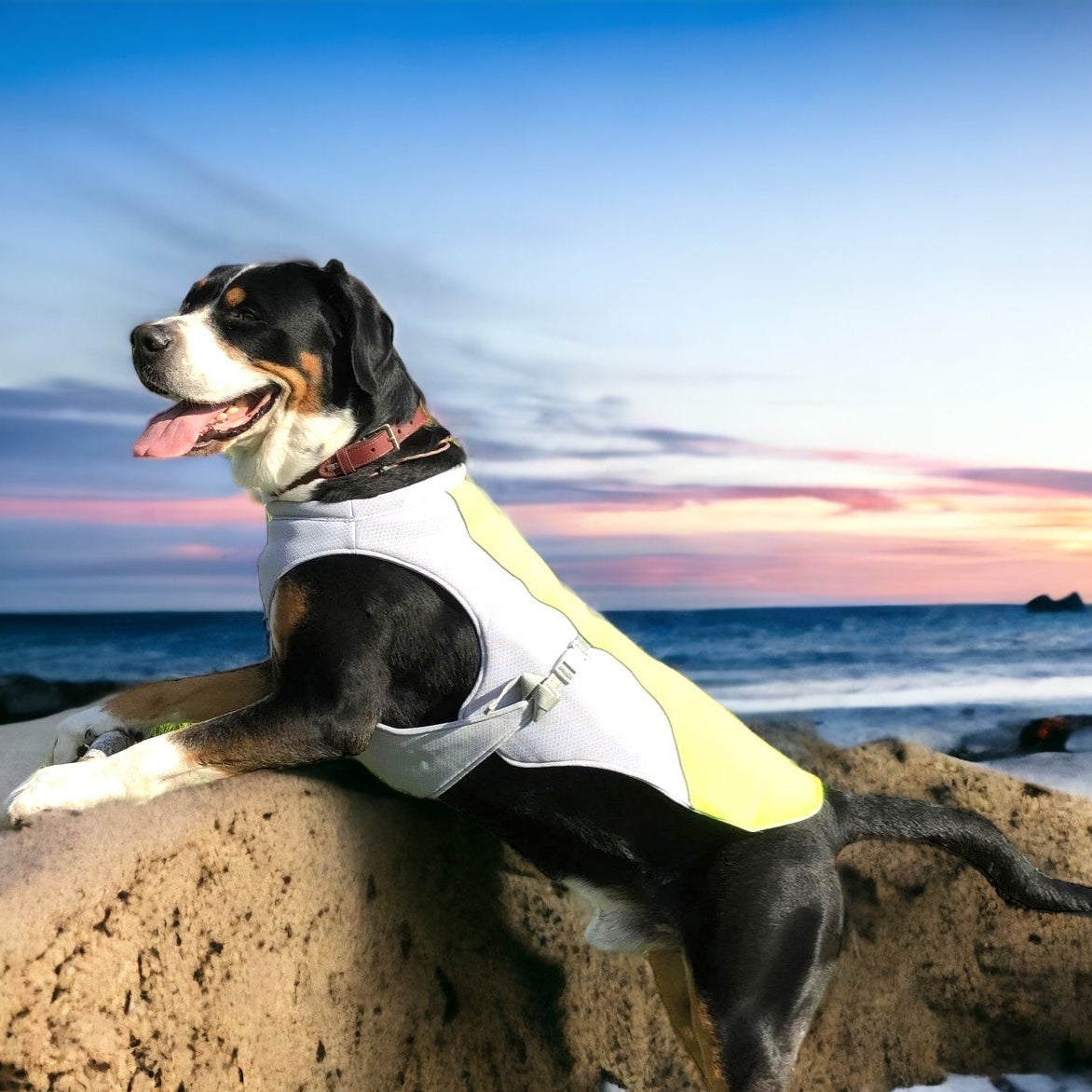 Kjølevest til hund – lett avkjølende sommervest