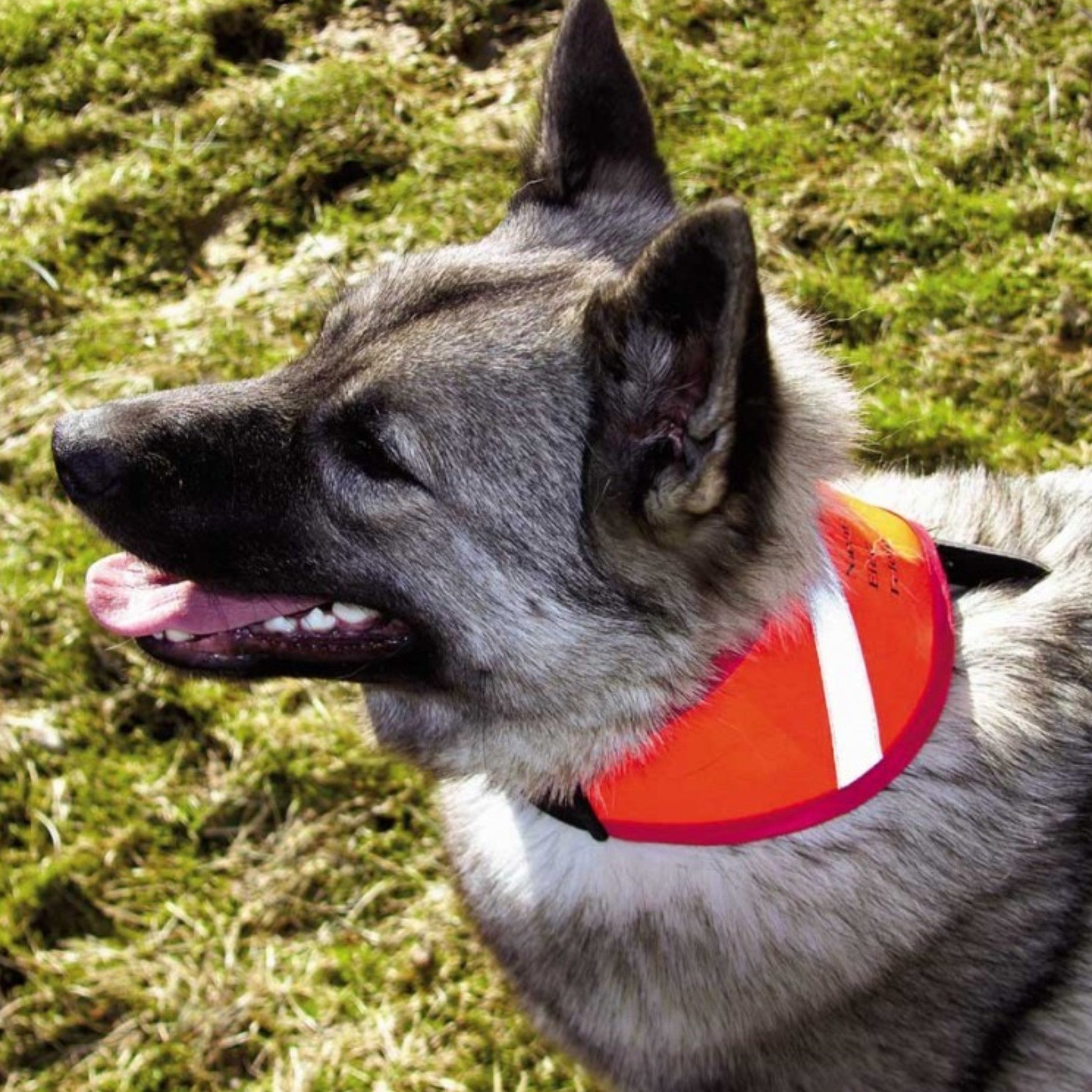 Jægerens markeringshalsbånd i signalduk med 3M-refleks til hund