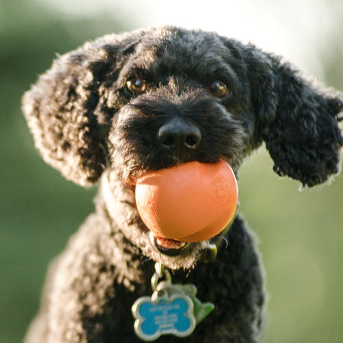 Jive - ball for tøffe tyggere. Hund med oransje ball i munnen.