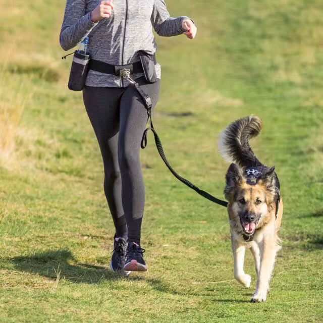 Joggeline med belte M/L – støtdempende line til hund opptil 40 kg