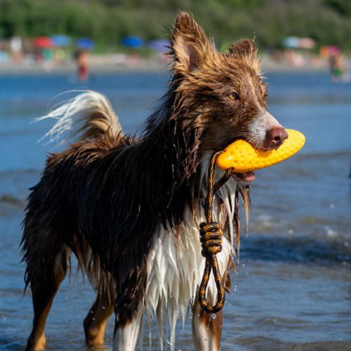 Morsom flyteleke til hund – Zeppelin Kiwi Walker