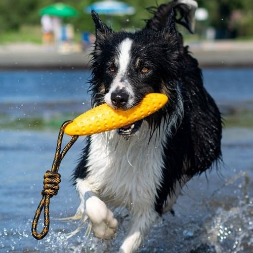 Morsom flyteleke til hund – Zeppelin Kiwi Walker