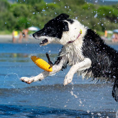 Morsom flyteleke til hund – Zeppelin Kiwi Walker