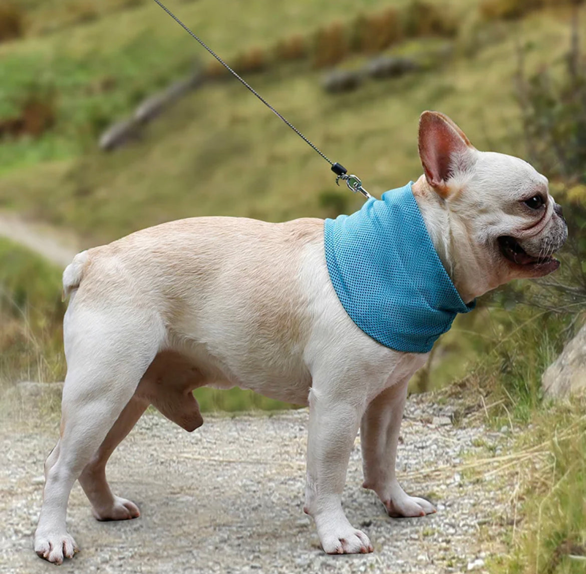 Kjølekrage til hund – enkel avkjøling på varme dager