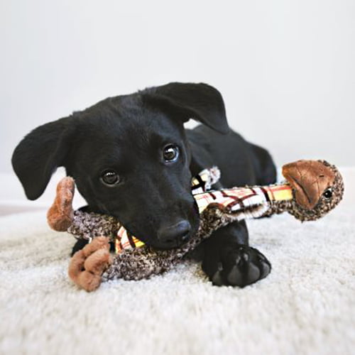 KONG Shakers Luvs Bird