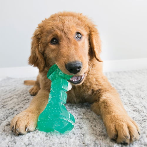 Morsom leke fra KONG – Squeezz Dental Stick