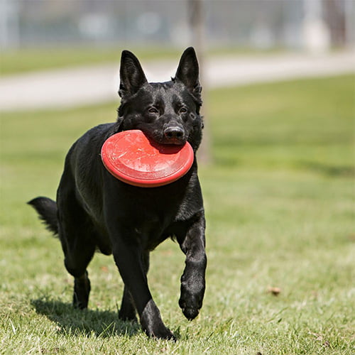 Kong Flyer Frisbee Til Hund