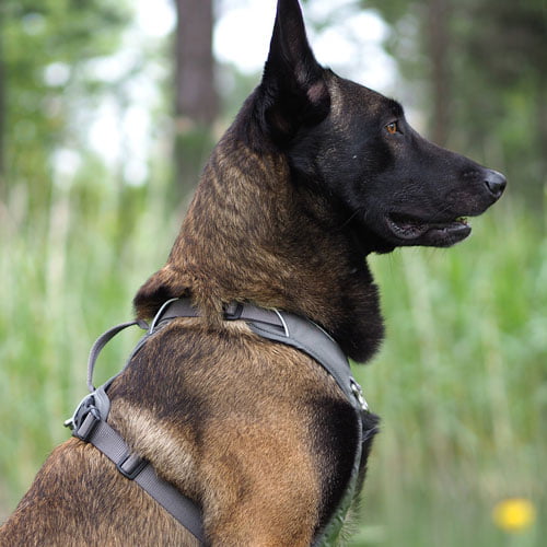 KYFLIE Momentum hundesele