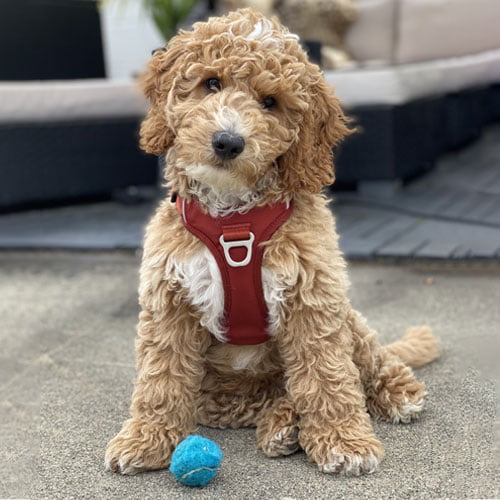 KYFLIE Momentum hundesele