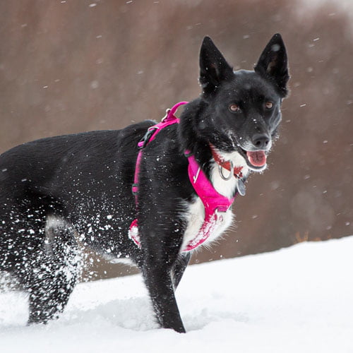 KYFLIE Momentum hundesele