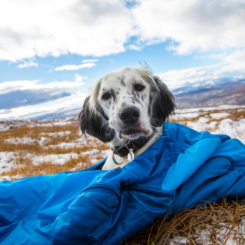 Ly sovepose til hund - Non-stop