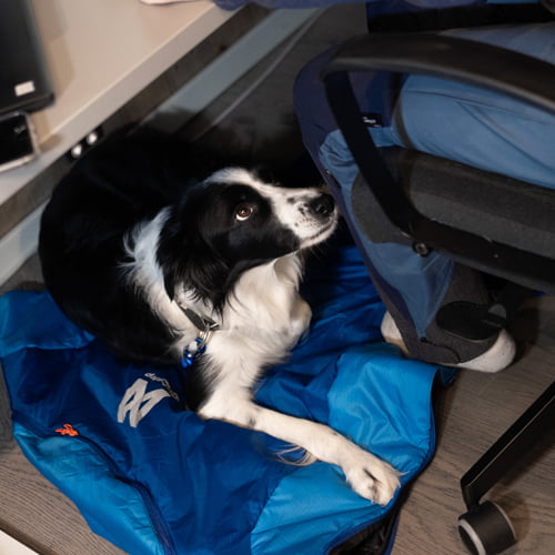 Ly sovepose til hund - Non-stop