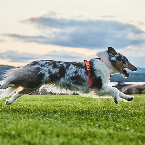 Non-stop Line Harness 5.0 – allsidig sele til hund