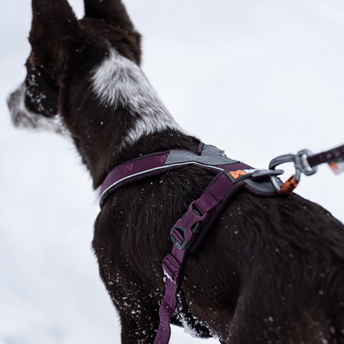 Non-stop Line Harness 5.0 – allsidig sele til hund