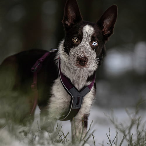 Non-stop Line Harness 5.0 – allsidig sele til hund