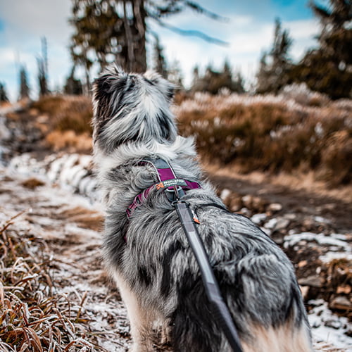 Non-stop Line Harness 5.0 – allsidig sele til hund