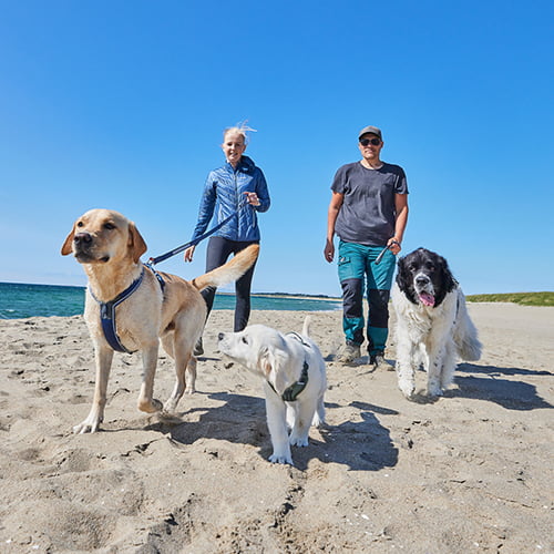 Non-stop Line Harness 5.0 – allsidig sele til hund