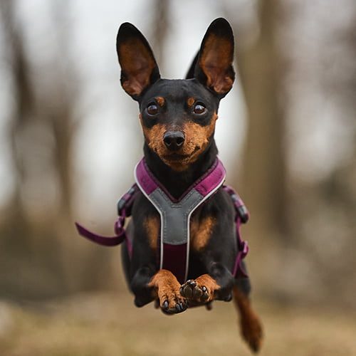 Non-stop Line Harness 5.0 – allsidig sele til hund